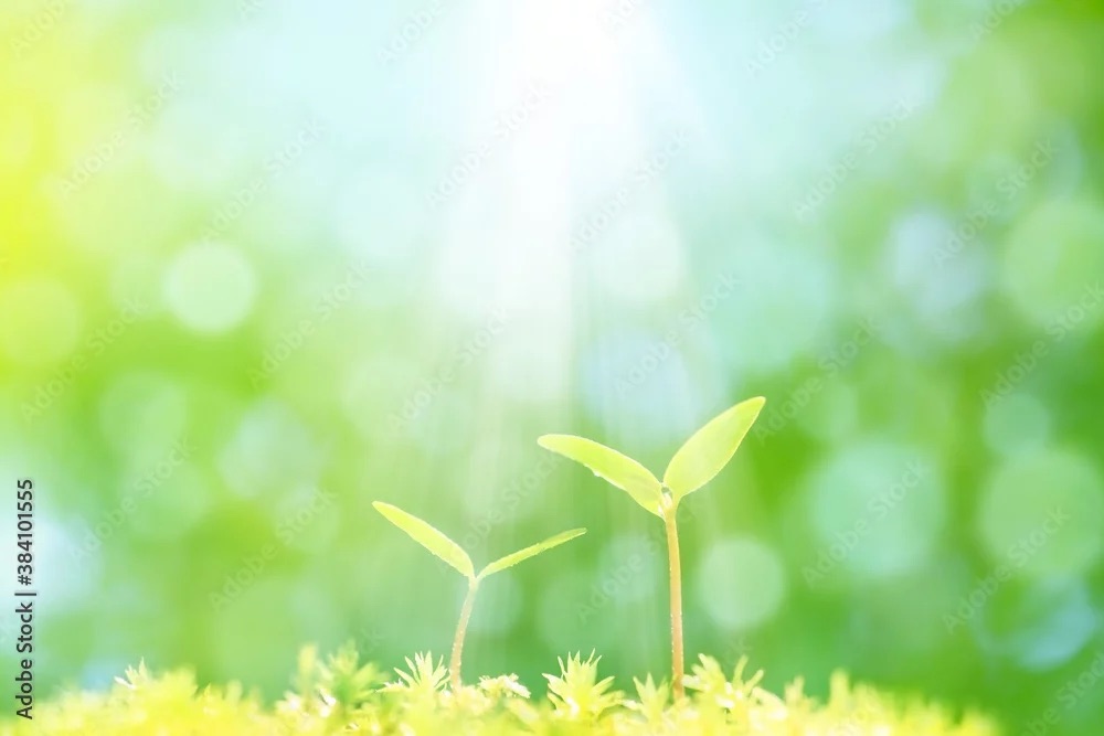 ジェモセラピー～植物幹細胞療法～